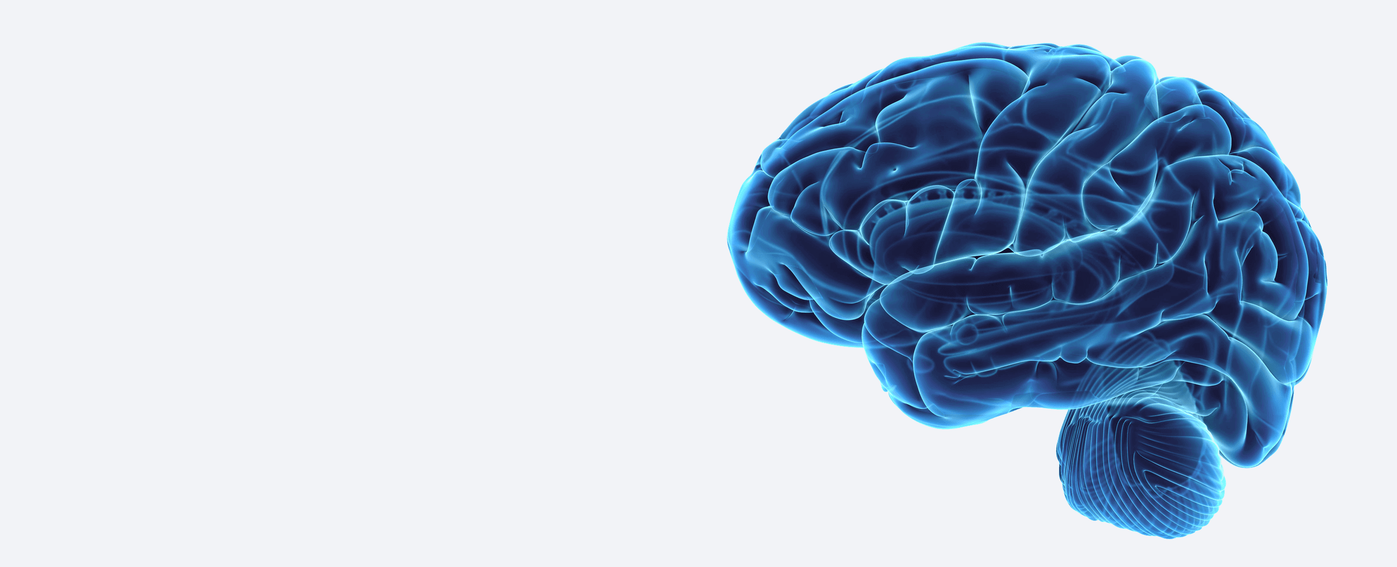 large blue see through human brain